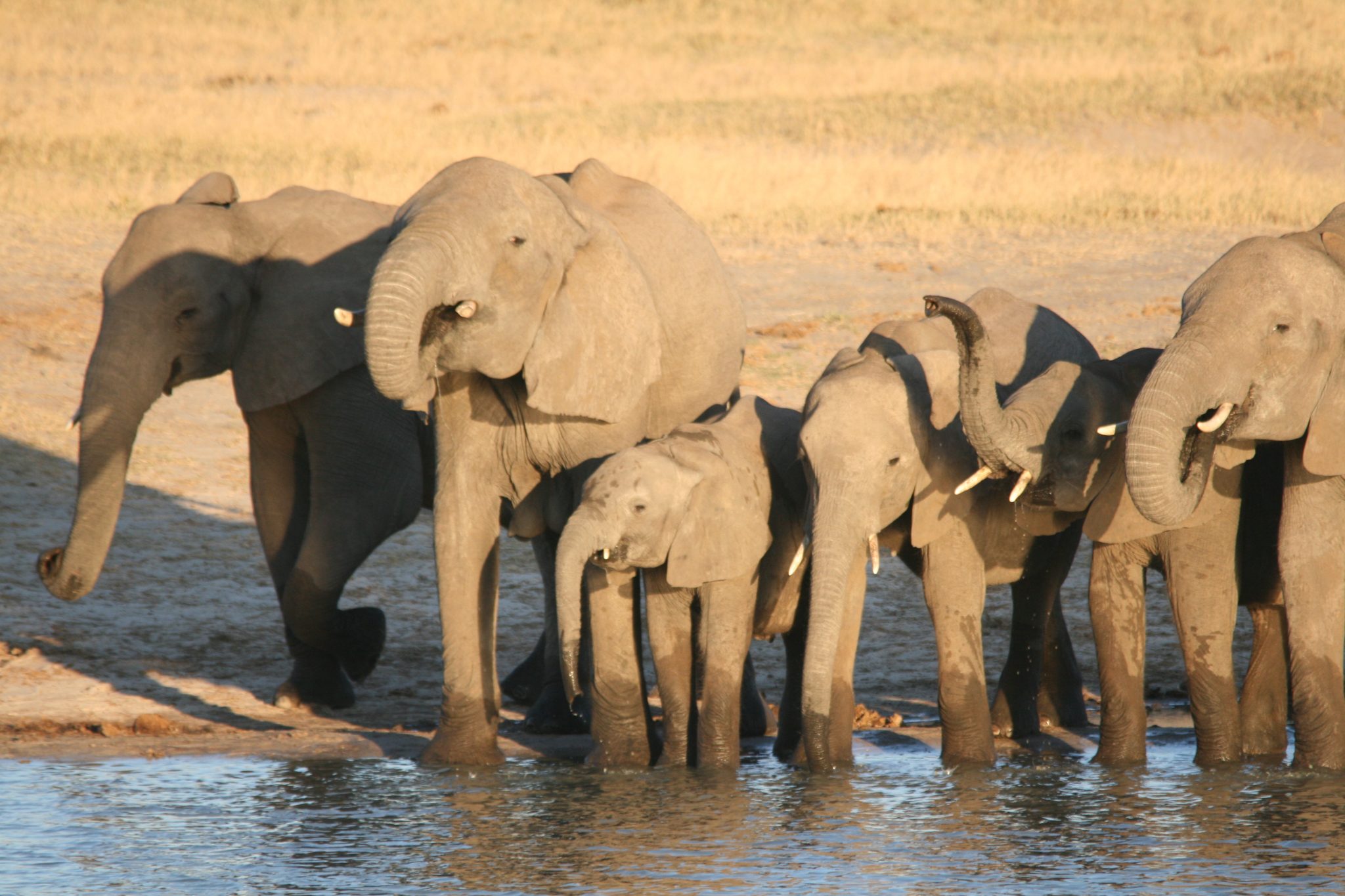 Elephant portrait, Hwange, Zimbabwe, Masuma