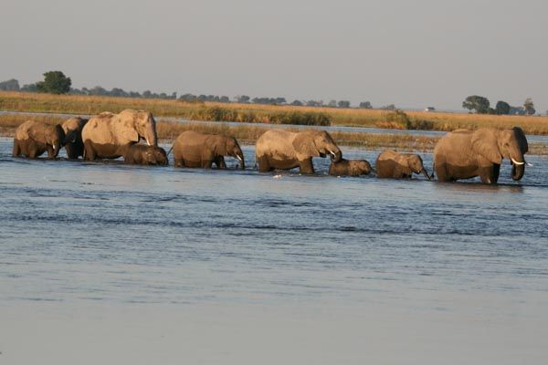 Elephants Crossing the Chobe River, Botswana