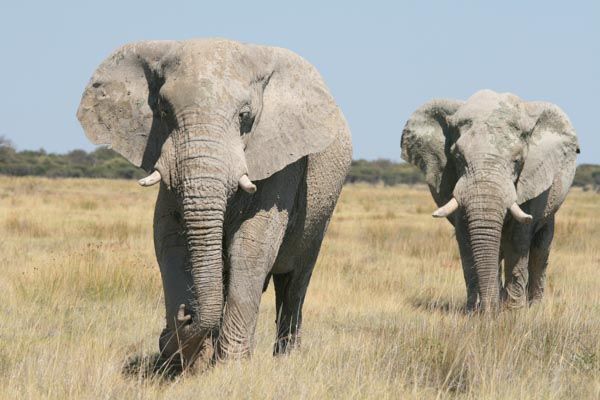 Etosha Elephants, Namibia