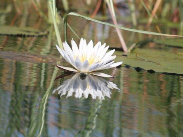 Water Lily Okavango Delta Botswana