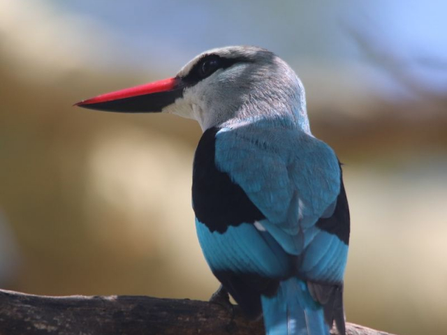 Kruger Family Magic - enjoy Kruger's incredible birds