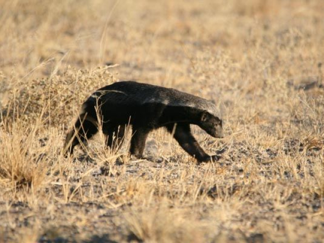 Botswana, Central Kalahari honey badger