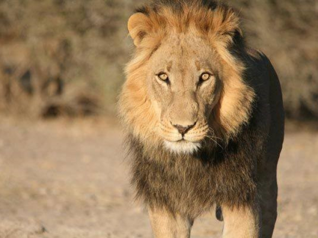 Central Kalahari Game Reserve lion, Botswana