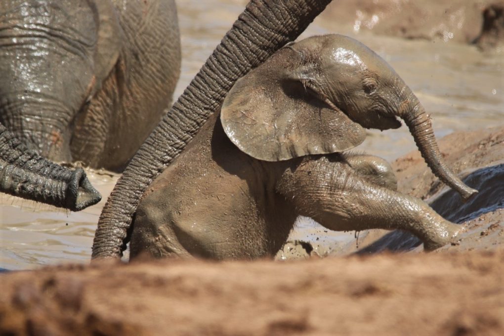 Addo Elephants – drama at the waterhole - Travel Africa