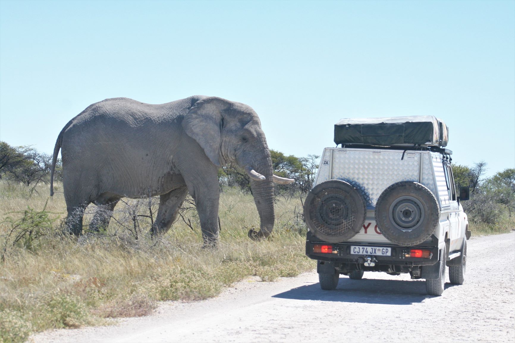 Etosha Elephant and self drive vehicle, Namibia