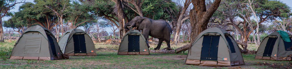 Guided safari Botswana