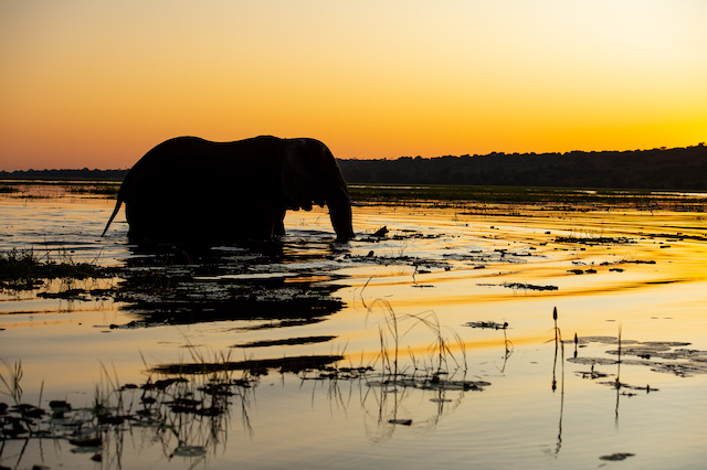 Sunway Botswana Chobe Elephant