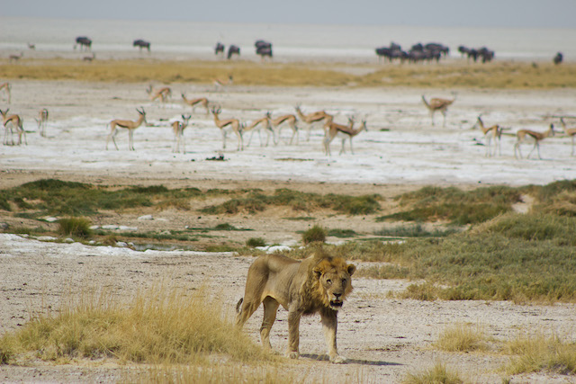 Sunway Namibia Etosha lion and antelope