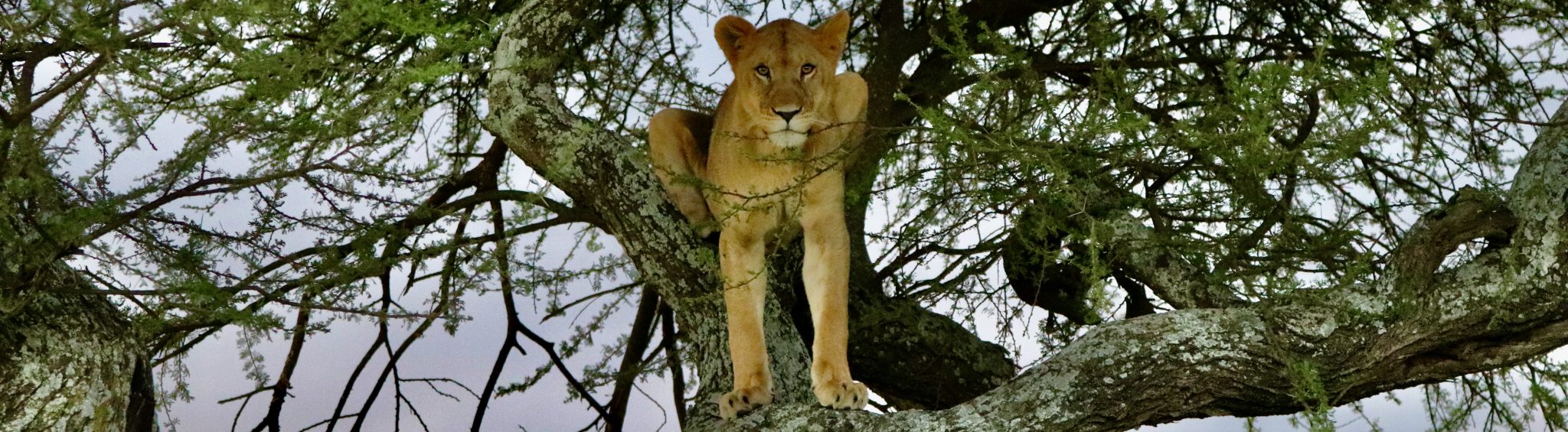 Lioness in a tree, Serengeti, Tanzania