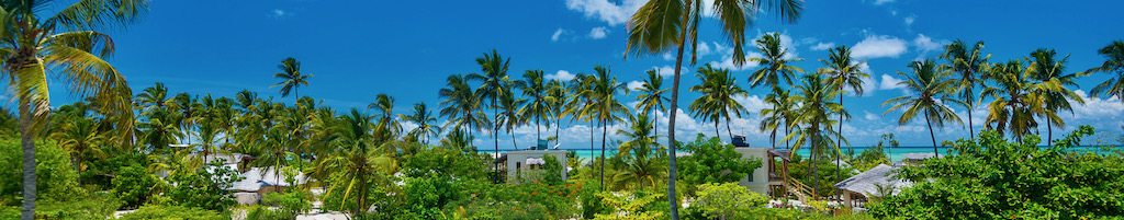 Zanzibar packages banner image of palm trees blue skies and blue waters