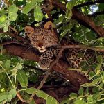 Okavango Delta Leopard Cub