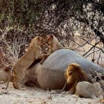 Lion Botswana Mobile Safari