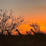 Giraffe Sunset Botswana Mobile Safari