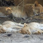 Ken & Andrea Sleeping Lion