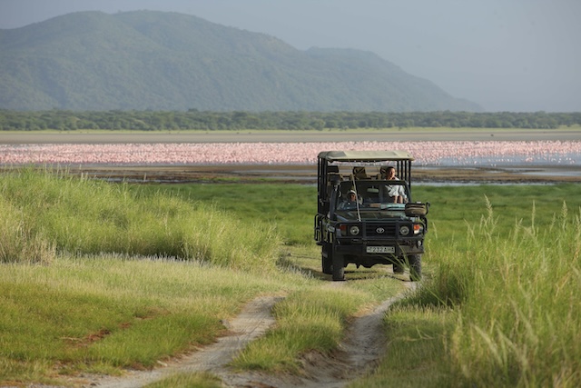 Lake Manyara, Tanzania, Flamingoes