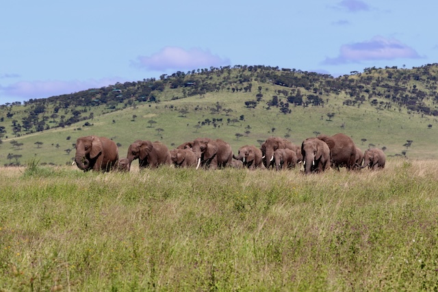 Elephants in the Serengeti National Park, Tanzania