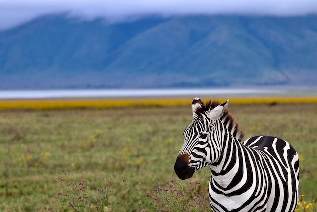 Best of Kenya & Tanzania Package