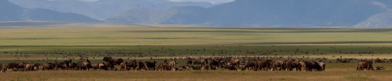 Wildebeest herds on the Serengeti Plains, Tanzania