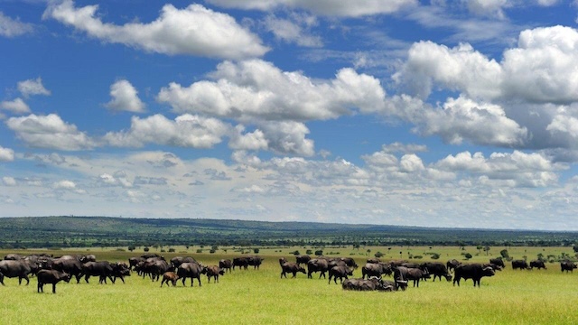 The plains of the Masai Mara, Kenya