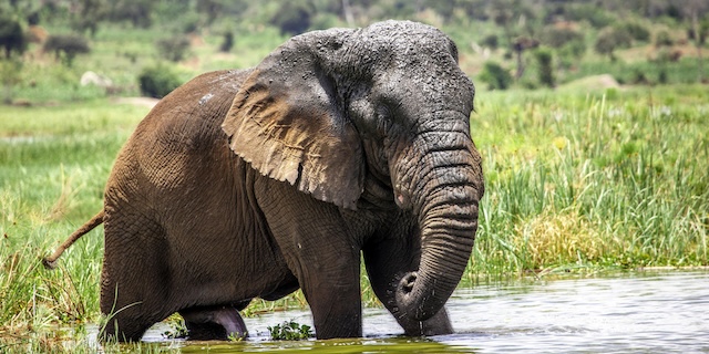 Akagera National Park, Rwanda