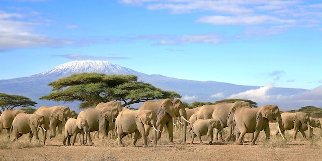 Amboseli National Park, Kenya