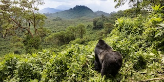 Volcanoes National Park, Rwanda