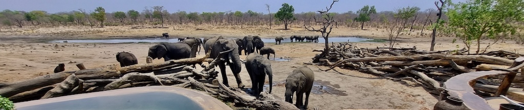 Elephants in Hwange National Park, Zimbabwe, Banner