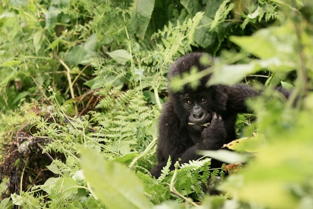 Uganda Gorilla Encounter