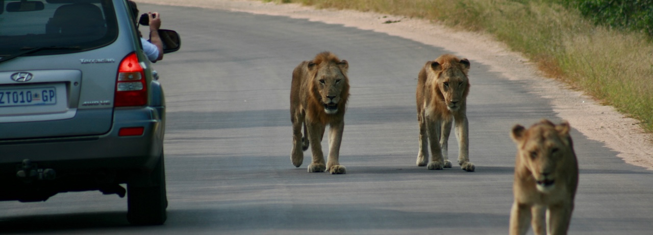 Self driving in Kruger National Park with 3 lion walking past, South Africa