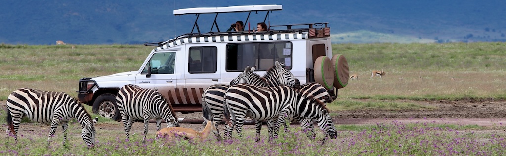 Ngorongoro Crater safari vehicle with zebra, Tanzania, Banner