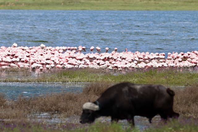 Buffalo and flamingoes in the Ngorongoro Crater