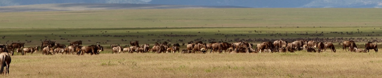 Wildebeest migration in the Serengeti, Tanzania