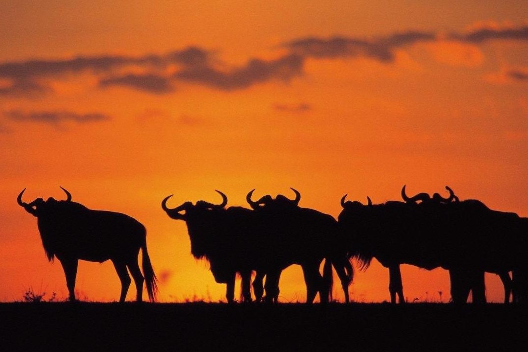 Masai Mara Wildebeest Sunset, Kenya