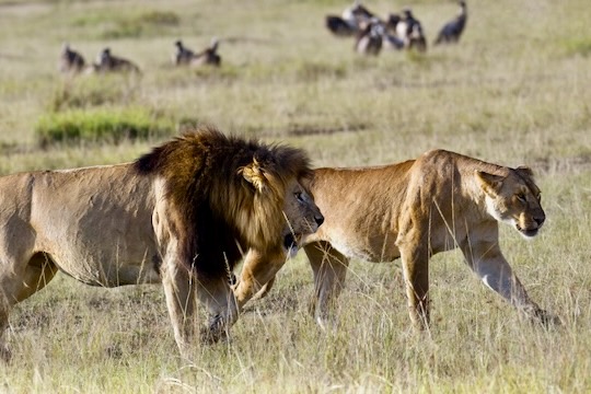 Masai Mara Lion, Kenya