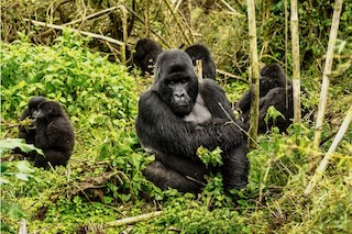 Uganda Mountain Gorilla Family