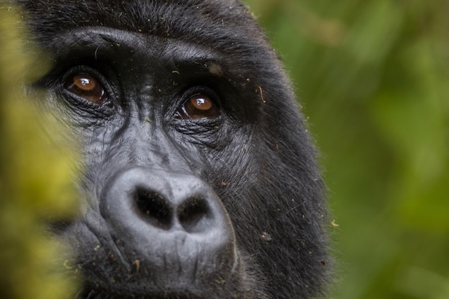 Rwanda gorilla encounter