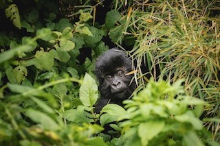 Baby mountain gorilla encounter, Uganda