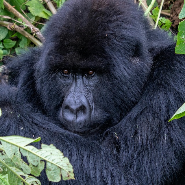 Rwanda gorilla