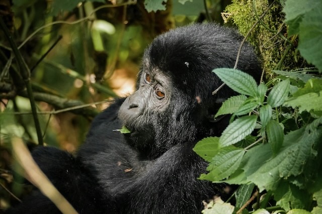 Young gorilla encounter, Bwindi Impenetrable Forest, Uganda