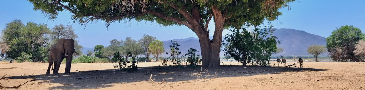 Elephants in Hwange National Park, Zimbabwe, Banner