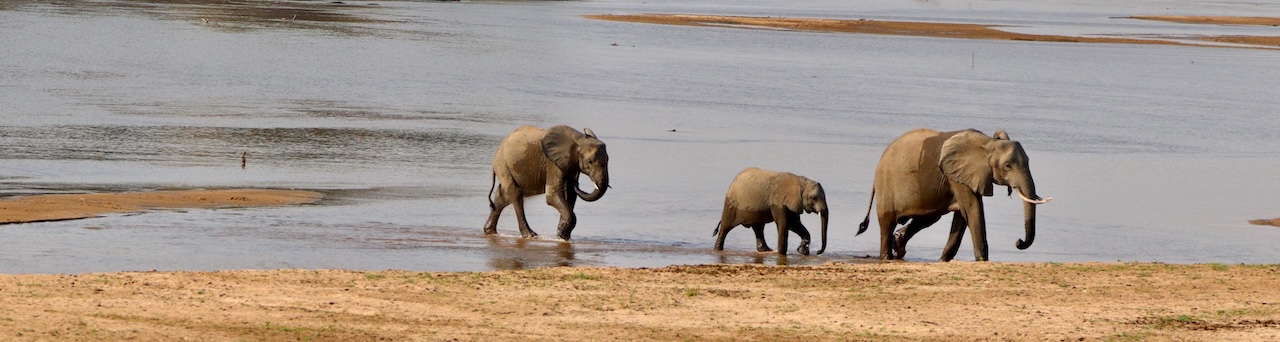 Elephants crossing the Luangwa River, Zambia