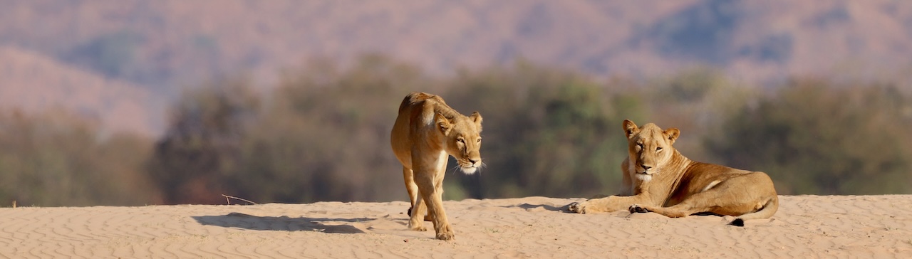 Mana Pools Lion Banner