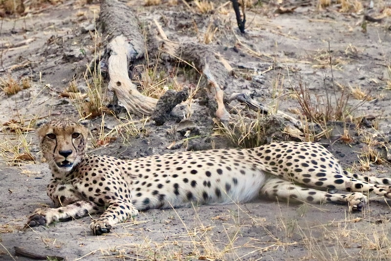 Hwange Cheetah, Zimbabwe